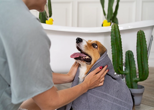 Pet Spa